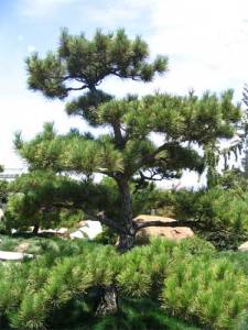 japanese-black-pine